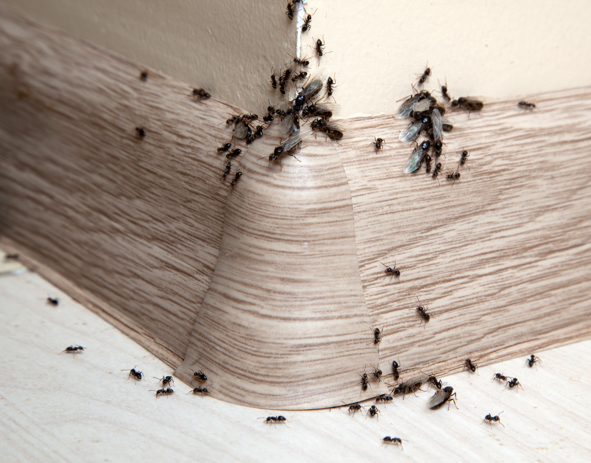 Ant Infestation, Pest Control in Uxbridge, Cowley, UB8. Call Now 020 8166 9746
