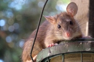 Rat extermination, Pest Control in Uxbridge, Cowley, UB8. Call Now 020 8166 9746
