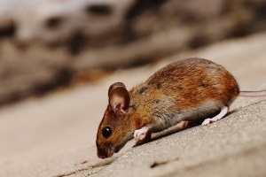 Mouse extermination, Pest Control in Uxbridge, Cowley, UB8. Call Now 020 8166 9746