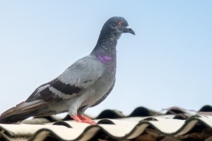 Pigeon Pest, Pest Control in Uxbridge, Cowley, UB8. Call Now 020 8166 9746