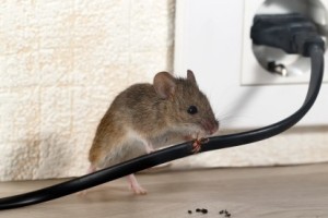 Mice Control, Pest Control in Uxbridge, Cowley, UB8. Call Now 020 8166 9746