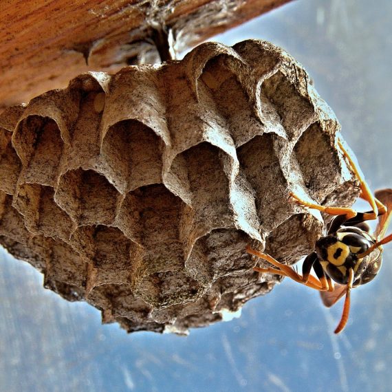 Wasps Nest, Pest Control in Uxbridge, Cowley, UB8. Call Now! 020 8166 9746
