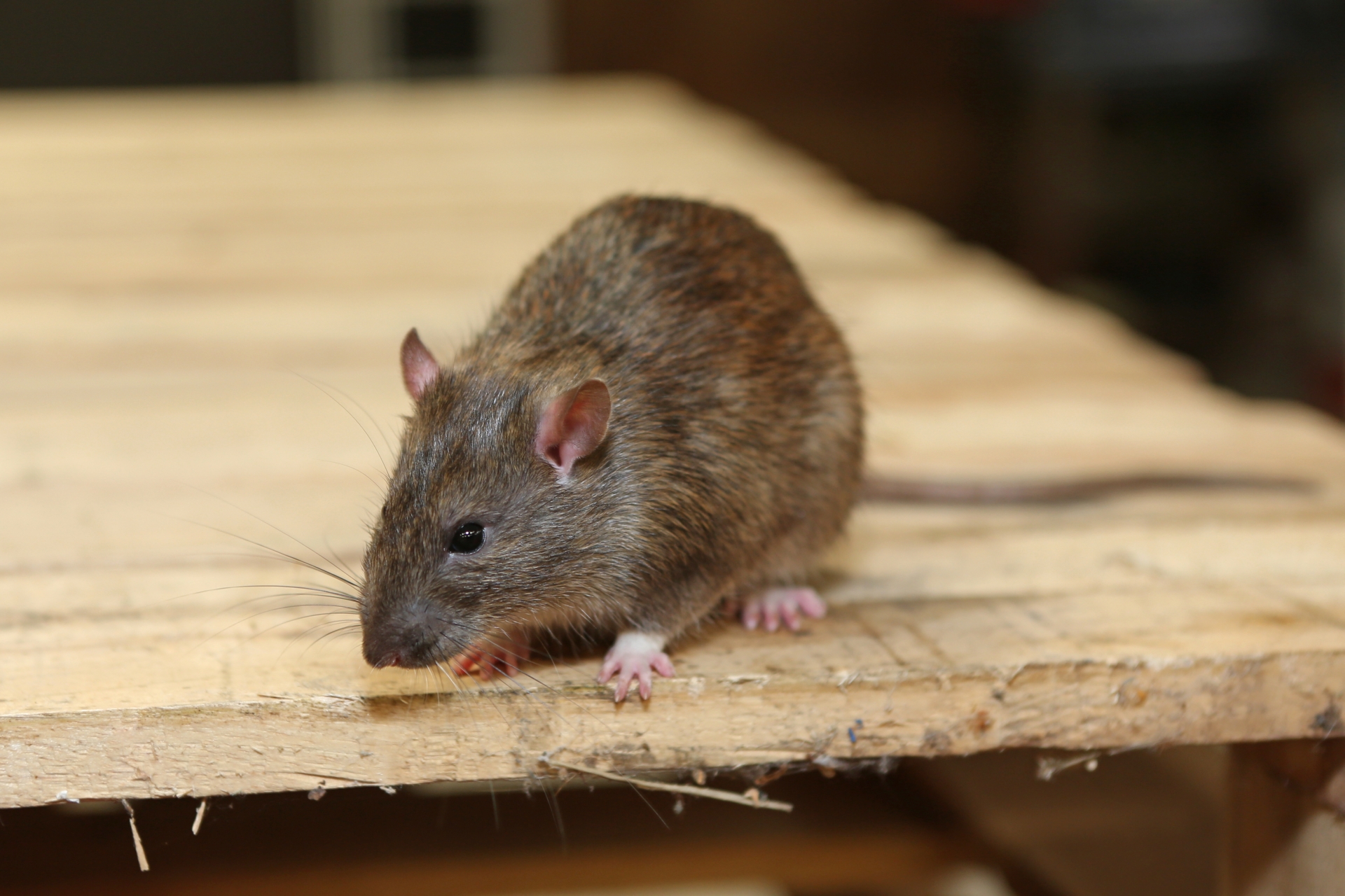 Rat Infestation, Pest Control in Uxbridge, Cowley, UB8. Call Now 020 8166 9746