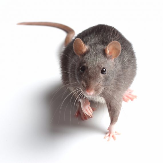 Rats, Pest Control in Uxbridge, Cowley, UB8. Call Now! 020 8166 9746