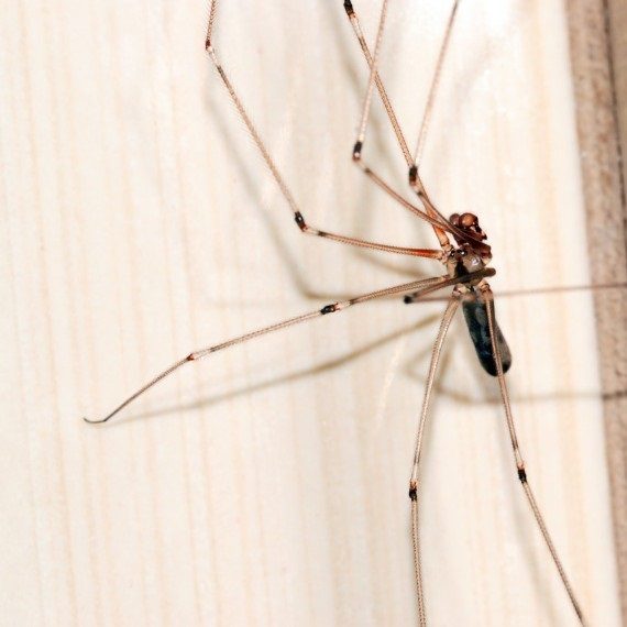 Spiders, Pest Control in Uxbridge, Cowley, UB8. Call Now! 020 8166 9746